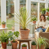 1 Large Plant - Cordyline Lime Passion, Ready to Plant in Your Garden, Peat Free - Frankton's