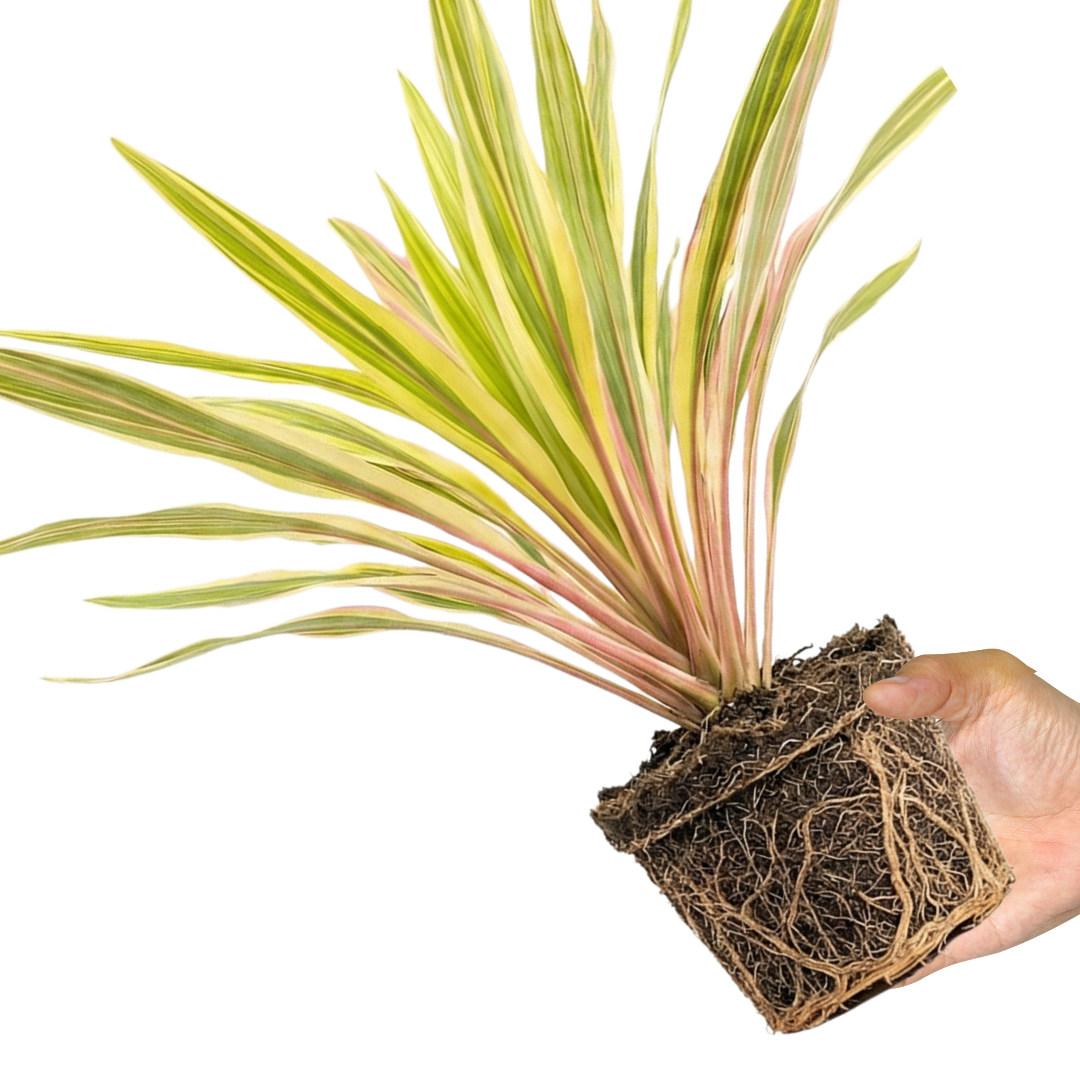 1 Large Plant - Cordyline Lime Passion, Ready to Plant in Your Garden, Peat Free - Frankton's