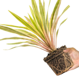1 Large Plant - Cordyline Lime Passion, Ready to Plant in Your Garden, Peat Free - Frankton's