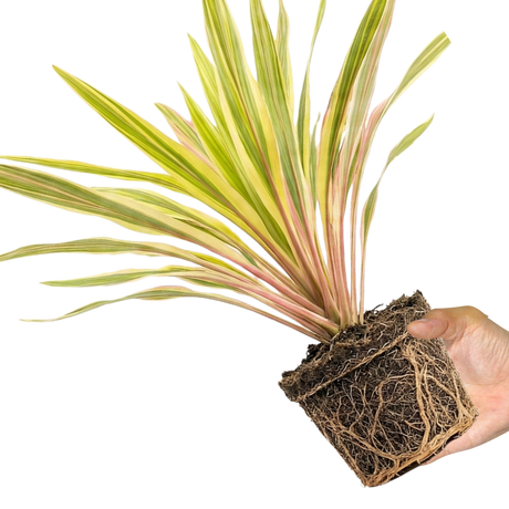 1 Large Plant - Cordyline Lime Passion, Ready to Plant in Your Garden, Peat Free - Frankton's
