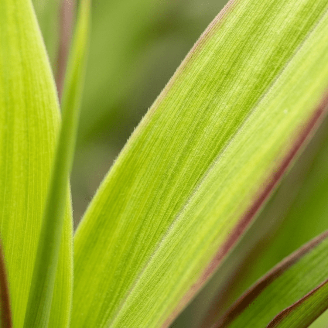 1 Large Plant - Cordyline Lime Passion, Ready to Plant in Your Garden, Peat Free - Frankton's