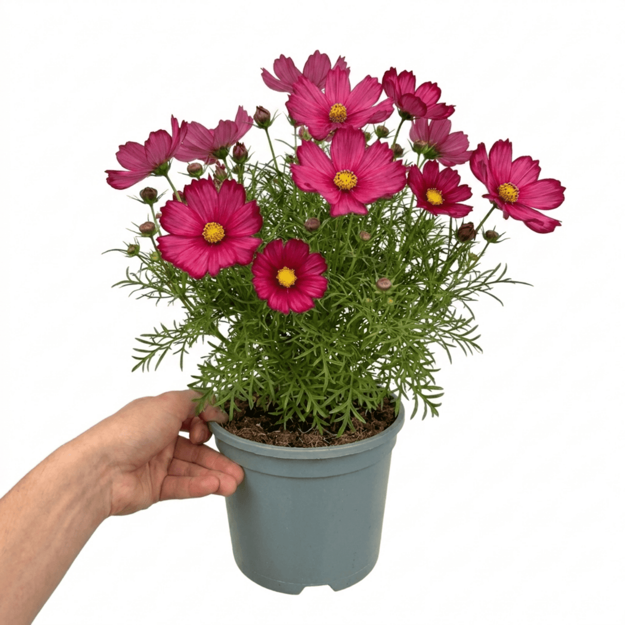 1 Large Plant - Cosmos Apollo Carmine, Ready to Plant in Your Garden, 2L Pot - Frankton's