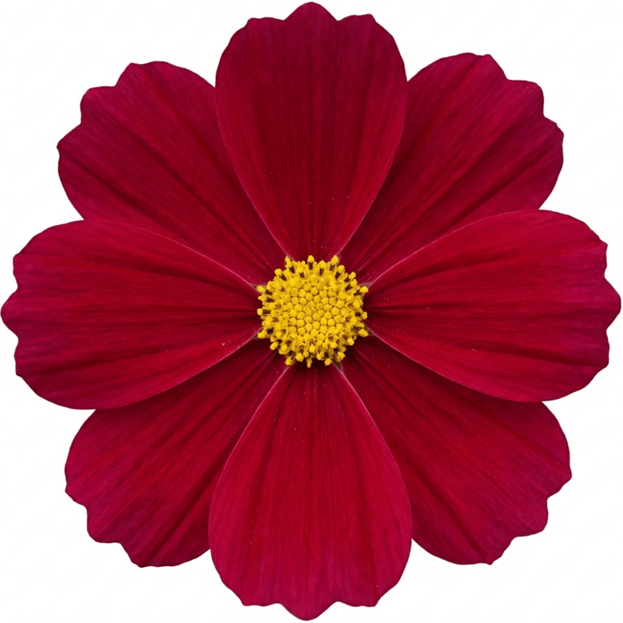 1 Large Plant - Cosmos Apollo Carmine, Ready to Plant in Your Garden, 2L Pot - Frankton's