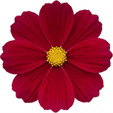 1 Large Plant - Cosmos Apollo Carmine, Ready to Plant in Your Garden, 2L Pot - Frankton's