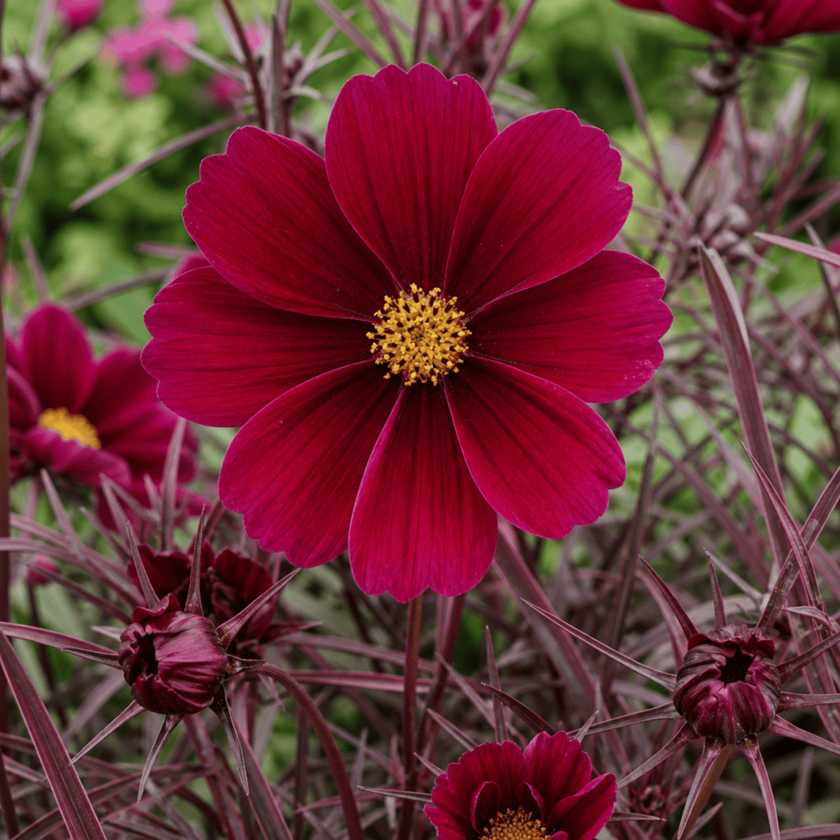 1 Large Plant - Cosmos Apollo Carmine, Ready to Plant in Your Garden, 2L Pot - Frankton's