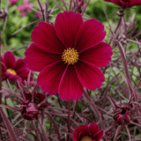 1 Large Plant - Cosmos Apollo Carmine, Ready to Plant in Your Garden, 2L Pot - Frankton's