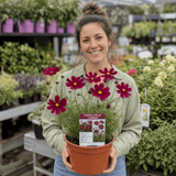 1 Large Plant - Cosmos Apollo Carmine, Ready to Plant in Your Garden, 2L Pot - Frankton's