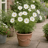 1 Large Plant - Cosmos Apollo White, Ready to Plant in Your Garden, 2L Pot - Frankton's