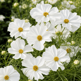 1 Large Plant - Cosmos Apollo White, Ready to Plant in Your Garden, 2L Pot - Frankton's