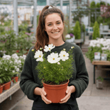 1 Large Plant - Cosmos Apollo White, Ready to Plant in Your Garden, 2L Pot - Frankton's