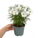 1 Large Plant - Cosmos Apollo White, Ready to Plant in Your Garden, 2L Pot - Frankton's