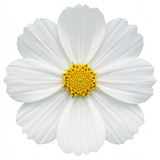1 Large Plant - Cosmos Apollo White, Ready to Plant in Your Garden, 2L Pot - Frankton's