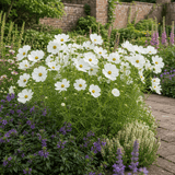 1 Large Plant - Cosmos Apollo White, Ready to Plant in Your Garden, 5L Pot - Frankton's