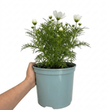 1 Large Plant - Cosmos Apollo White, Ready to Plant in Your Garden, 5L Pot - Frankton's