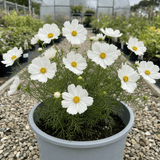 1 Large Plant - Cosmos Apollo White, Ready to Plant in Your Garden, 5L Pot - Frankton's
