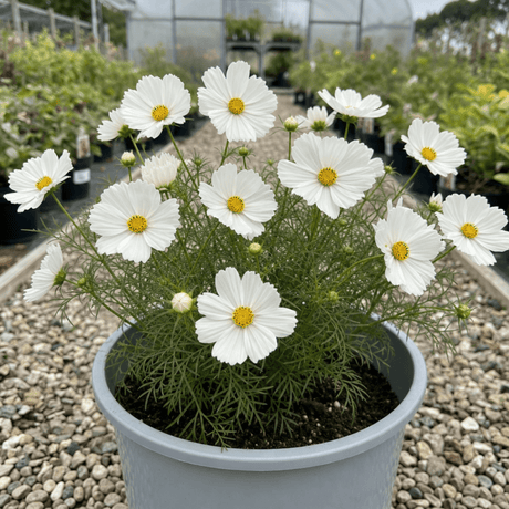 1 Large Plant - Cosmos Apollo White, Ready to Plant in Your Garden, 5L Pot - Frankton's