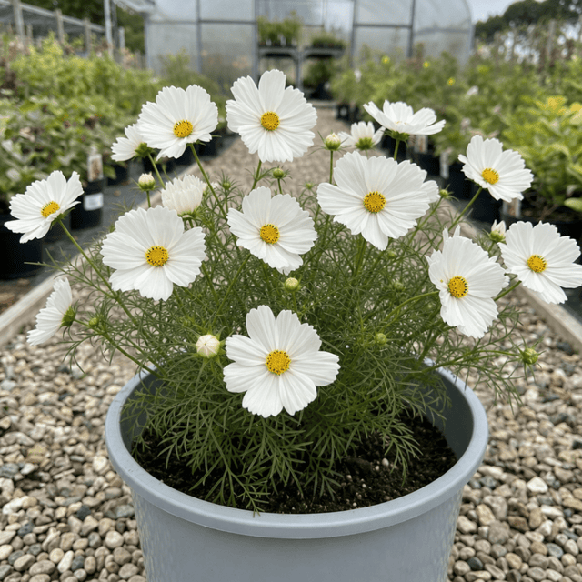 1 Large Plant - Cosmos Apollo White, Ready to Plant in Your Garden, 5L Pot - Frankton's
