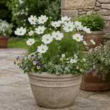 1 Large Plant - Cosmos Apollo White, Ready to Plant in Your Garden, 5L Pot - Frankton's