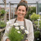1 Large Plant - Cosmos Apollo White, Ready to Plant in Your Garden, 5L Pot - Frankton's