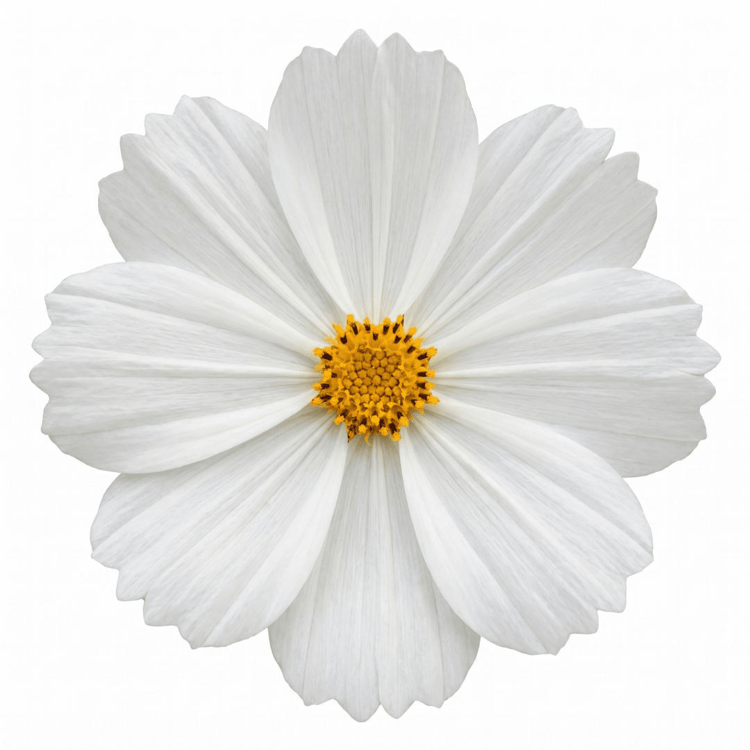 1 Large Plant - Cosmos Apollo White, Ready to Plant in Your Garden, 5L Pot - Frankton's