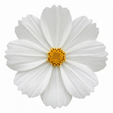 1 Large Plant - Cosmos Apollo White, Ready to Plant in Your Garden, 5L Pot - Frankton's
