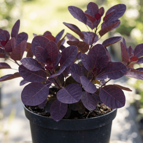 1 Large Plant - Cotinus Royal Purple, Ready to Plant in Your Garden, 3L Pot - Frankton's