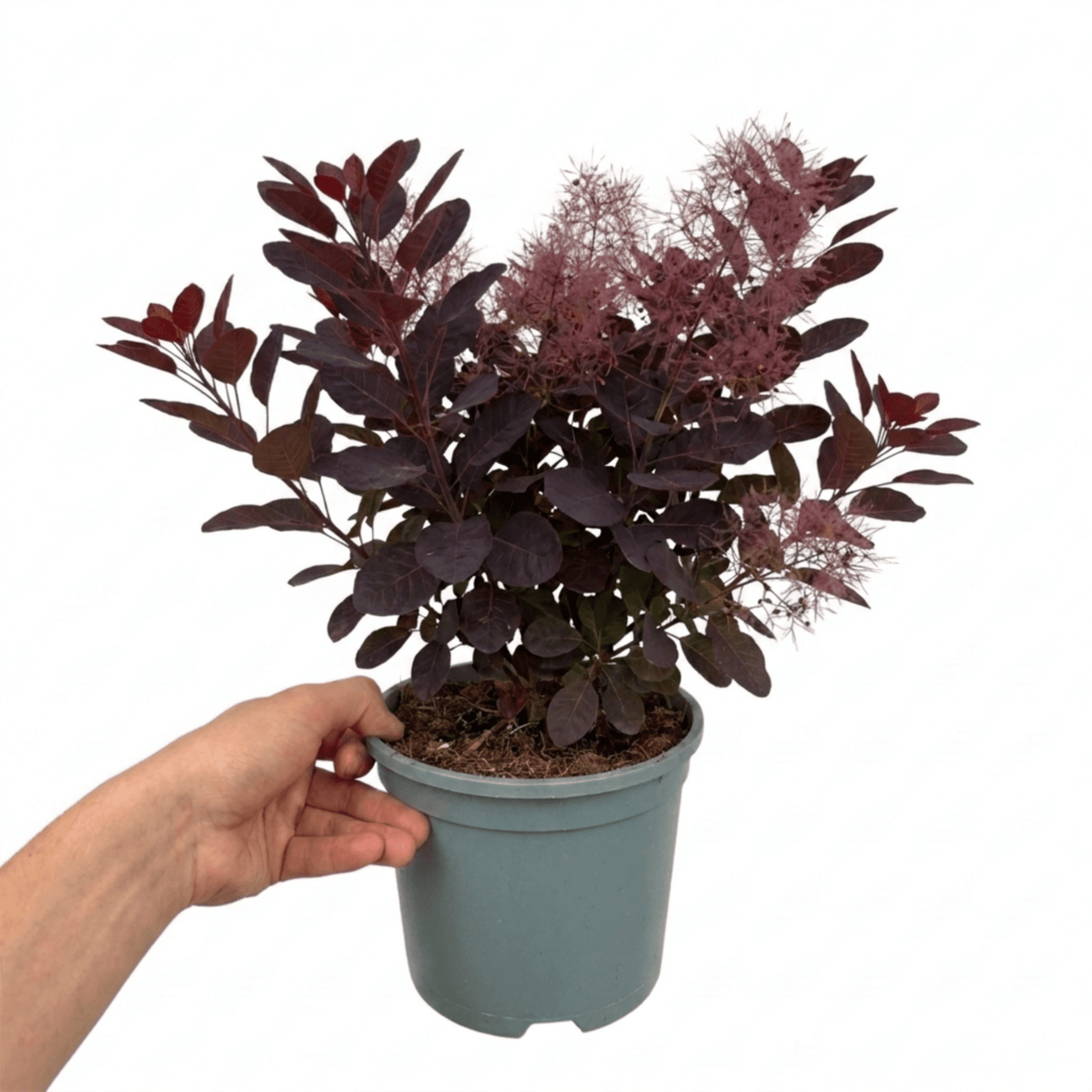 1 Large Plant - Cotinus Royal Purple, Ready to Plant in Your Garden, 3L Pot - Frankton's