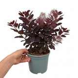 1 Large Plant - Cotinus Royal Purple, Ready to Plant in Your Garden, 3L Pot - Frankton's