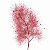 1 Large Plant - Cotinus Royal Purple, Ready to Plant in Your Garden, 3L Pot - Frankton's