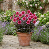 1 Large Plant - Dahlia Dahlegria Pink Flame, Ready to Plant in Your Garden, 3L - Frankton's
