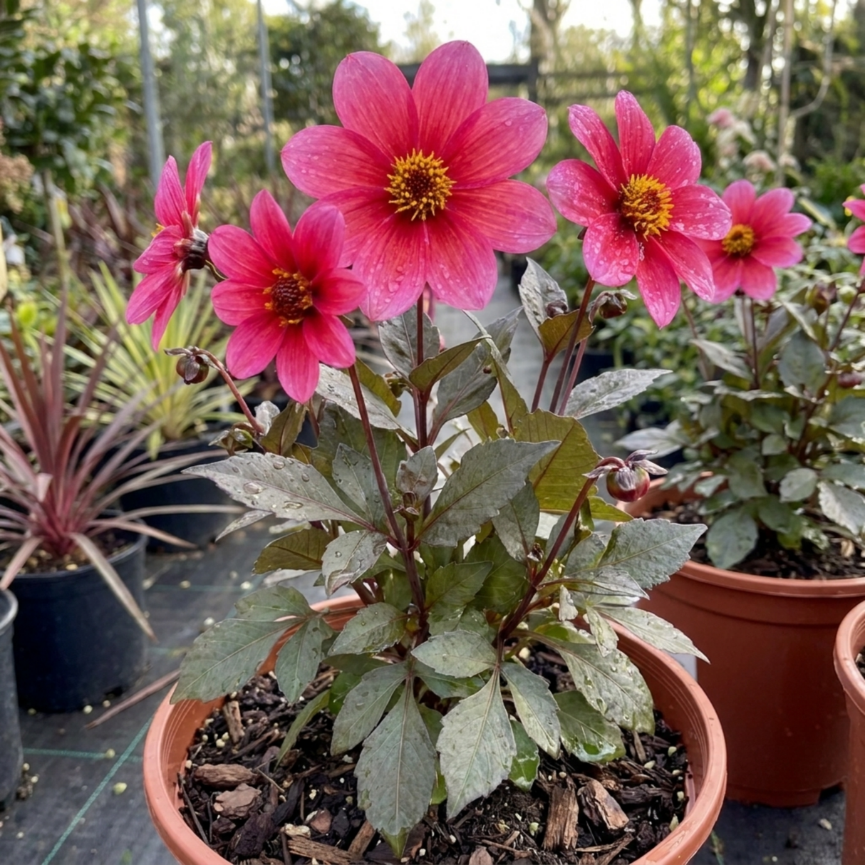 1 Large Plant - Dahlia Dahlegria Pink Flame, Ready to Plant in Your Garden, 3L - Frankton's