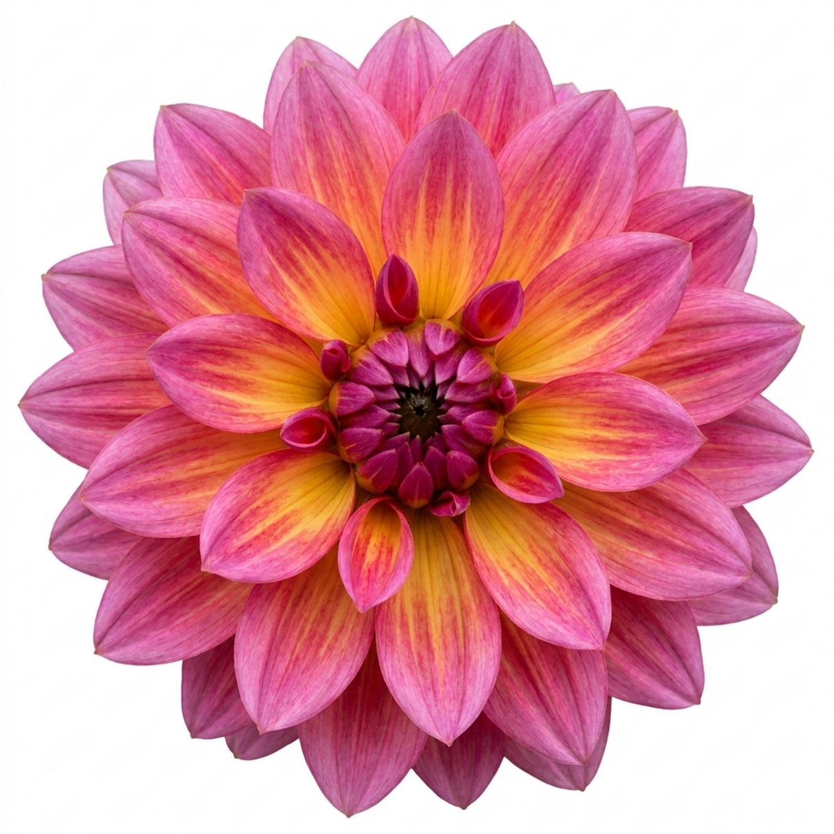 1 Large Plant - Dahlia Dahlegria Pink Flame, Ready to Plant in Your Garden, 3L - Frankton's