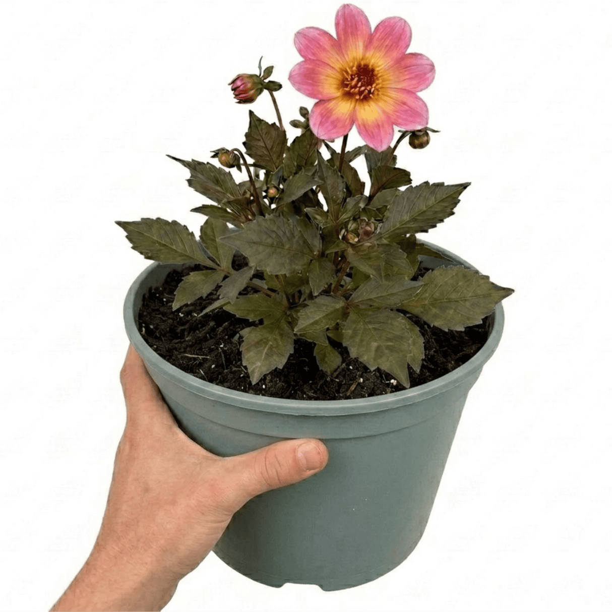 1 Large Plant - Dahlia Dahlegria Pink Flame, Ready to Plant in Your Garden, 3L - Frankton's