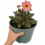 1 Large Plant - Dahlia Dahlegria Pink Flame, Ready to Plant in Your Garden, 3L - Frankton's