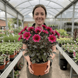 1 Large Plant - Dahlia Dahlegria Pink Flame, Ready to Plant in Your Garden, 3L - Frankton's