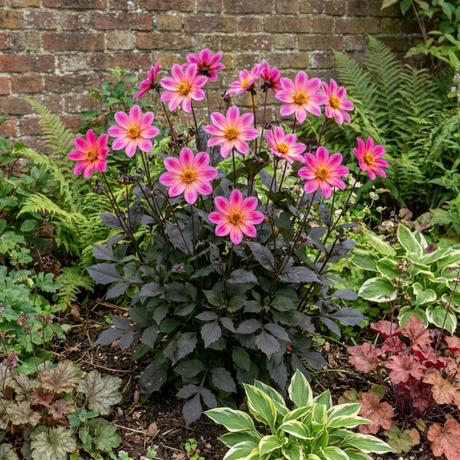 1 Large Plant - Dahlia Dahlegria Pink Flame, Ready to Plant in Your Garden, 3L - Frankton's