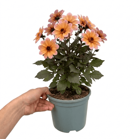 1 Large Plant - Dahlia Dahlegria Sunrise, Ready to Plant in Your Garden, 3L Pot - Frankton's