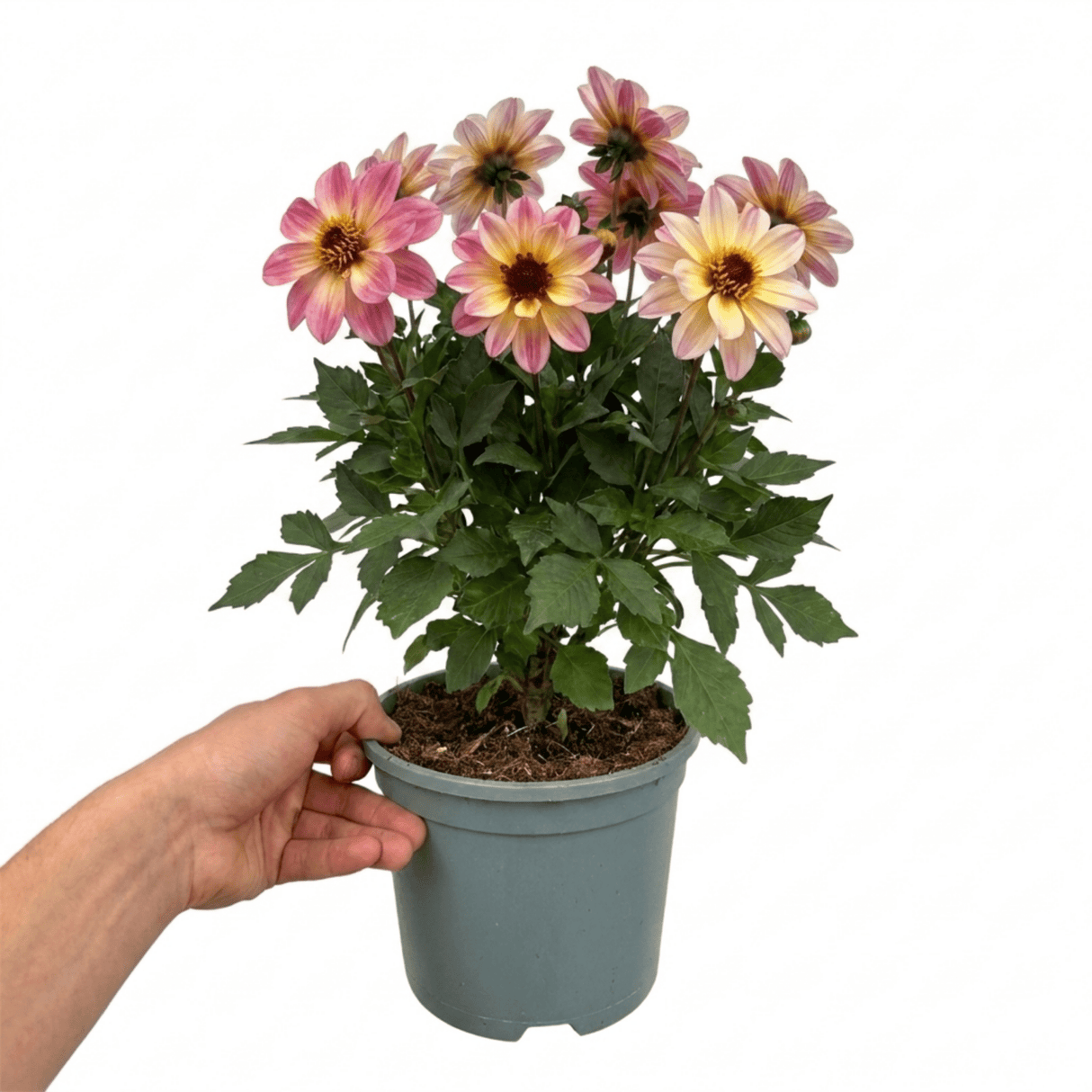 1 Large Plant - Dahlia Dahlegria Tricolour, Ready to Plant in Your Garden, 3L - Frankton's