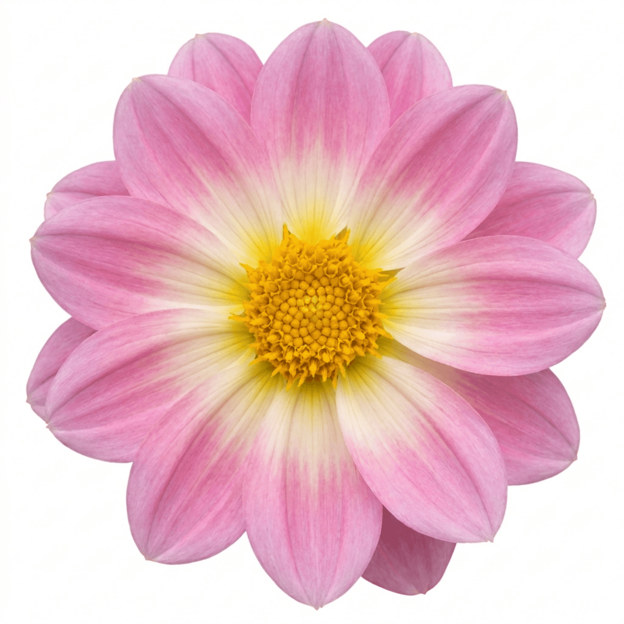 1 Large Plant - Dahlia Dahlegria Tricolour, Ready to Plant in Your Garden, 3L - Frankton's