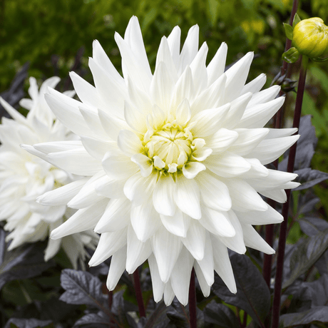 1 Large Plant - Dahlia Dahlegria White, Ready to Plant in Your Garden, 3L Pot - Frankton's
