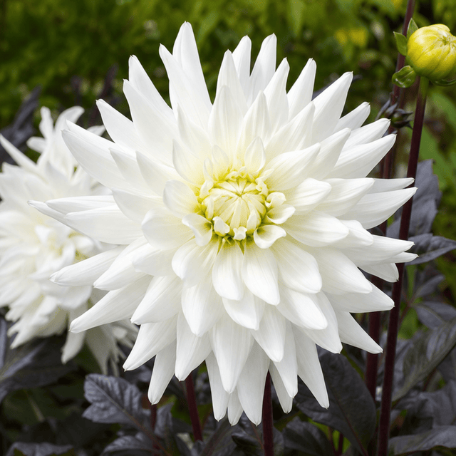 1 Large Plant - Dahlia Dahlegria White, Ready to Plant in Your Garden, 3L Pot - Frankton's