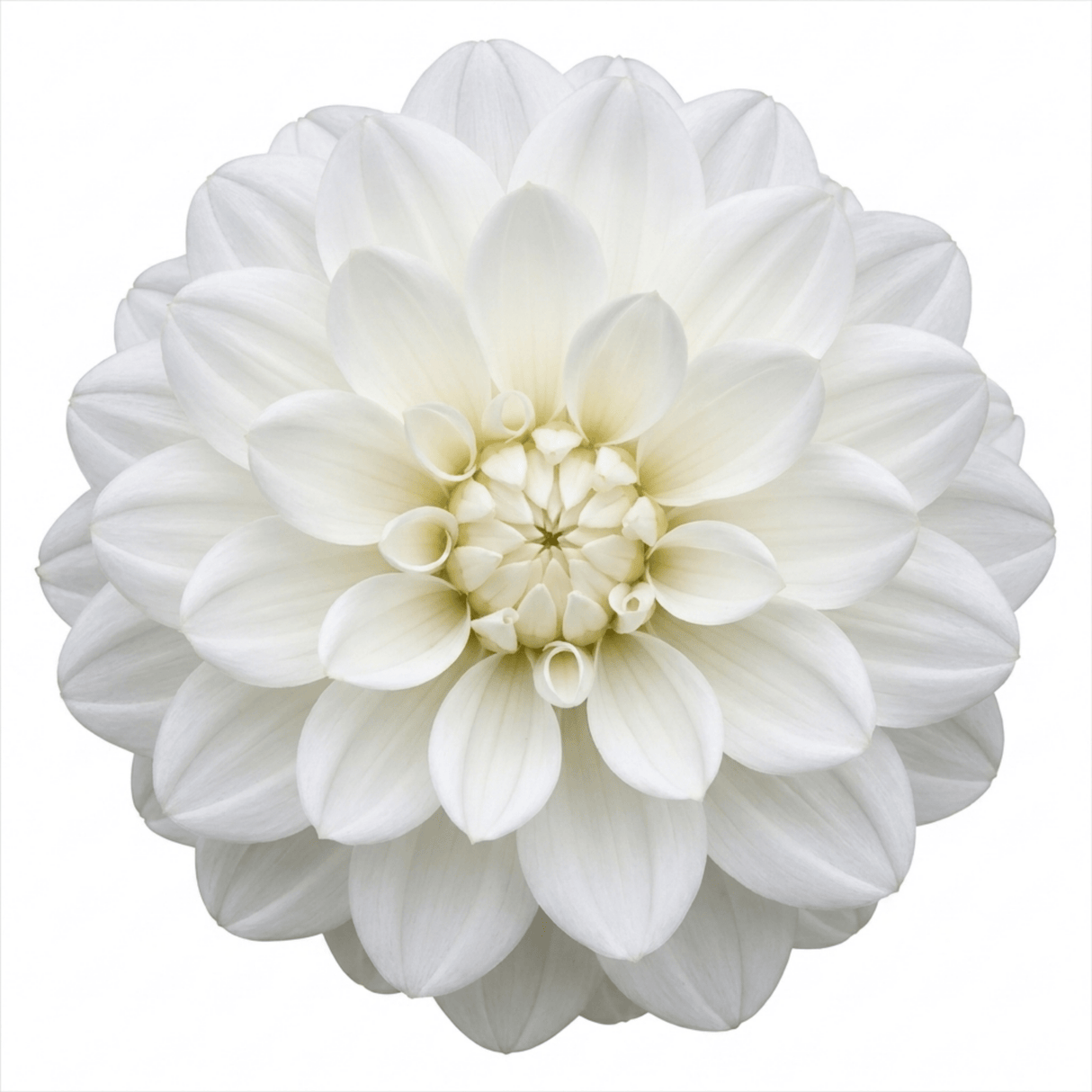 1 Large Plant - Dahlia Dahlegria White, Ready to Plant in Your Garden, 3L Pot - Frankton's