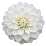 1 Large Plant - Dahlia Dahlegria White, Ready to Plant in Your Garden, 3L Pot - Frankton's