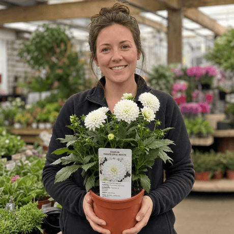 1 Large Plant - Dahlia Dahlegria White, Ready to Plant in Your Garden, 3L Pot - Frankton's