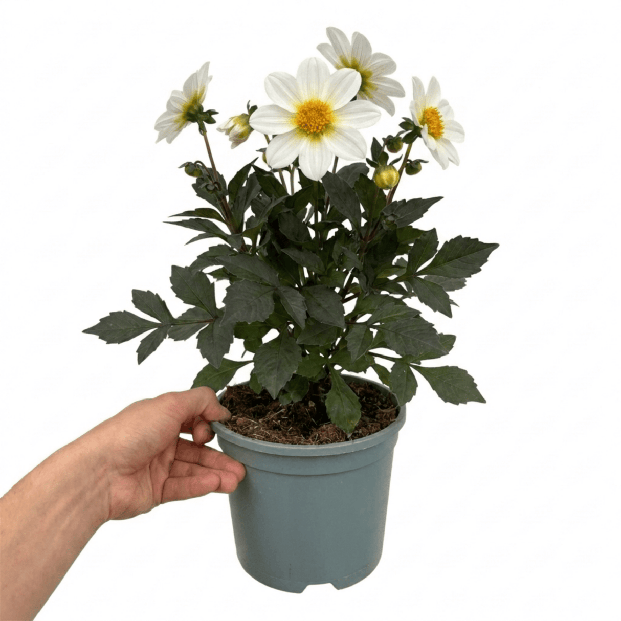 1 Large Plant - Dahlia Dahlegria White, Ready to Plant in Your Garden, 3L Pot - Frankton's