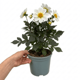 1 Large Plant - Dahlia Dahlegria White, Ready to Plant in Your Garden, 3L Pot - Frankton's