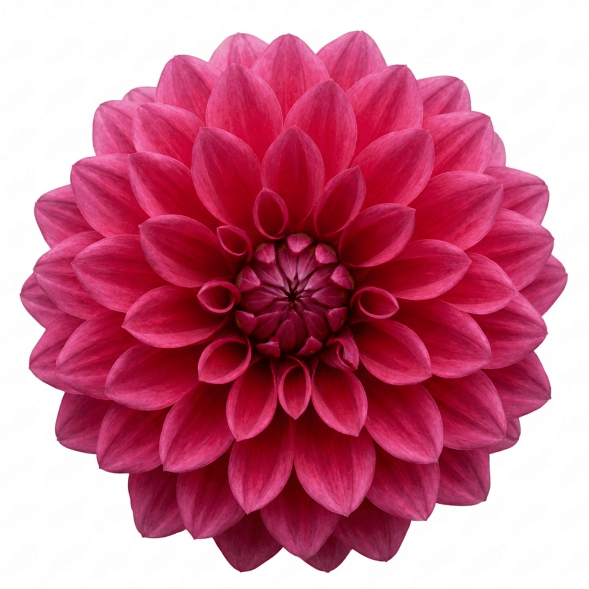 1 Large Plant - Dahlia Maggiore Deep Rose, Ready to Plant in Your Garden, 3L Pot - Frankton's