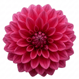 1 Large Plant - Dahlia Maggiore Deep Rose, Ready to Plant in Your Garden, 3L Pot - Frankton's