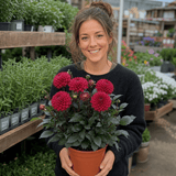 1 Large Plant - Dahlia Maggiore Deep Rose, Ready to Plant in Your Garden, 3L Pot - Frankton's