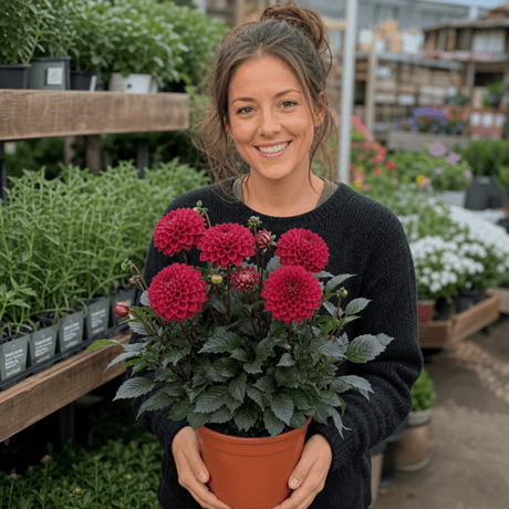 1 Large Plant - Dahlia Maggiore Deep Rose, Ready to Plant in Your Garden, 3L Pot - Frankton's